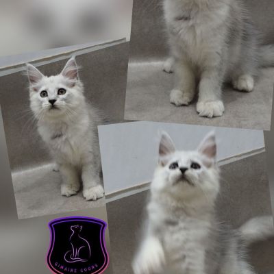 Steel - Black Shaded Girl