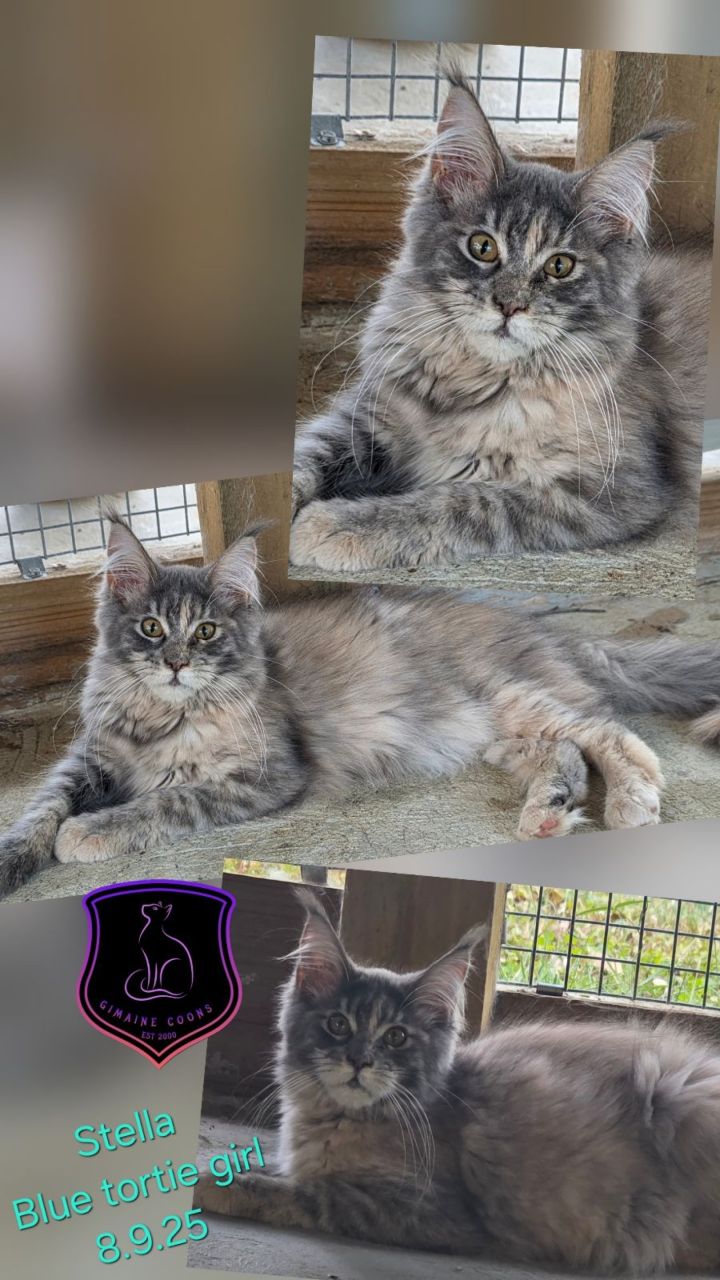 Stella - Blue Tortie Girl