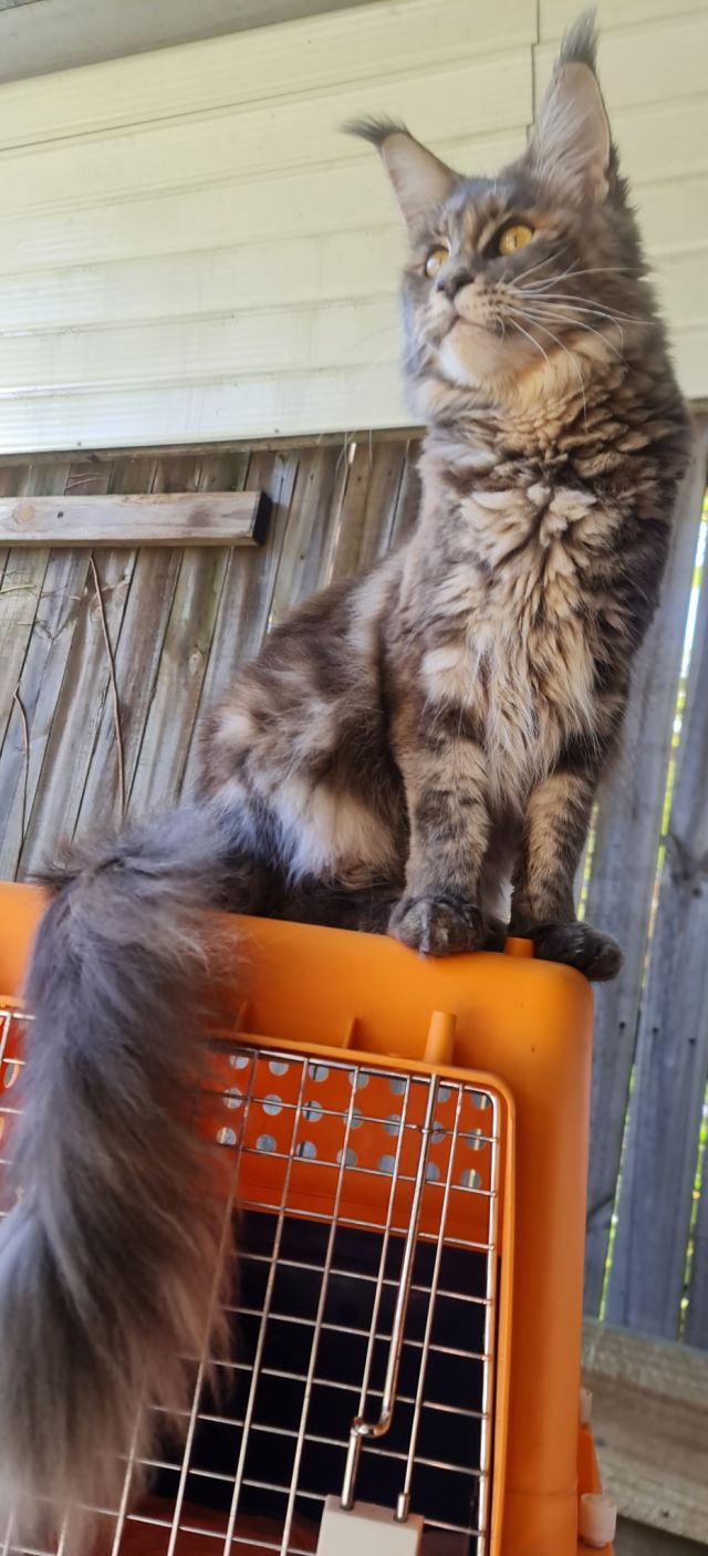 Gimainecoons-22