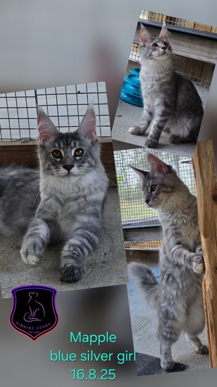 Mapple - Blue Silver Girl