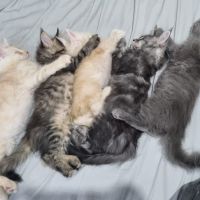 Pedigree Papers, Microchips, and Vet Books: What You Should Receive